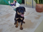 rottweiler en venta - mejor precio | unprecio.es