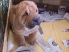 shar peis sharpeis con pedigree - mejor precio | unprecio.es