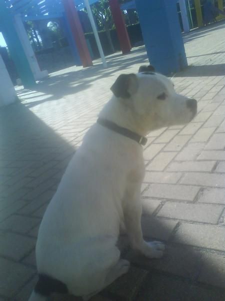 staffy para montas