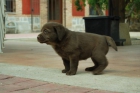 Labradores calidad exposición loe - rsce - mejor precio | unprecio.es