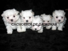 BICHON MALTES PRECIOSOS MINIATURA - mejor precio | unprecio.es