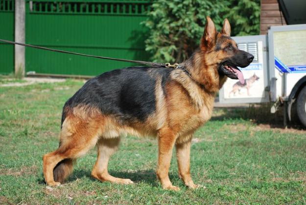 Cachorra de pastor aleman