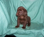 CACHORRITOS DE LABRADOR RETRIEVER DE COLOR CHOCOLATE - mejor precio | unprecio.es