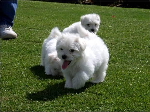 Cachorros Maltese de Pura Raza