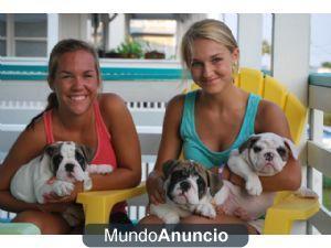 camada de cachorros bulldogs ingles