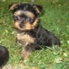 ENDO SUPER DIMINUTOS CACHORRITOS YORKSHIRE TERRIER (YORKY )MINIA 135 - mejor precio | unprecio.es