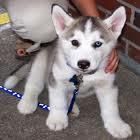 Husky Siberiano calidad y belleza cachorros con pedigree