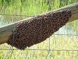 Recojo gratis bolas de enjambres de abejas a domicilio