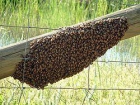Recojo gratis bolas de enjambres de abejas a domicilio - mejor precio | unprecio.es
