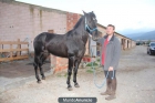 Se vende Caballo PRE Negro - mejor precio | unprecio.es