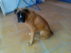 VENDO BOXER MACHO DE PURA RAZA CON 4 MESES - mejor precio | unprecio.es