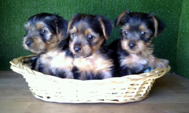 YORKSHIRE, 250€