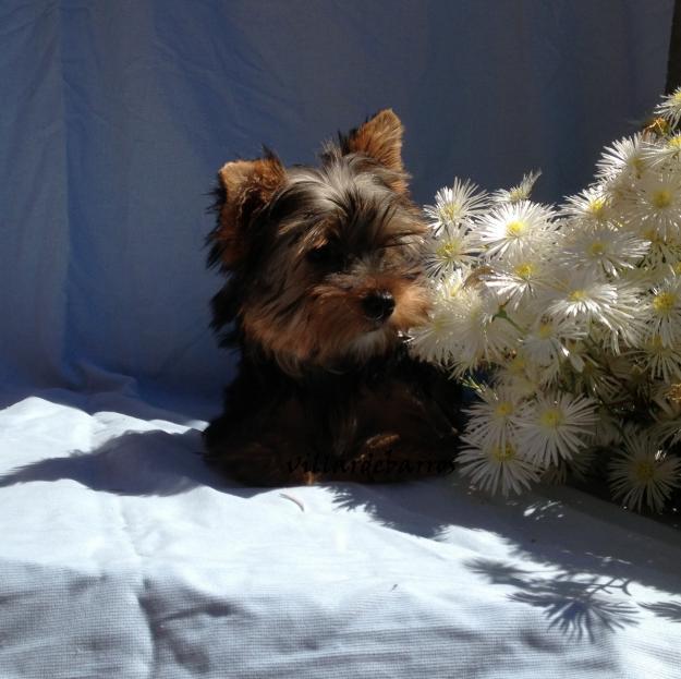 yorkshire terrier