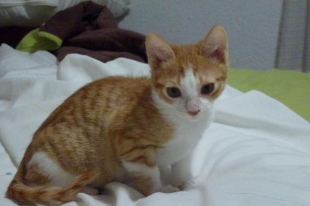 En adopción dos cachorros de gatito, Genio y Tito