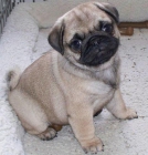 CARLINO O PUG, perros, cachorros, criadero, venta. Raza muy antigua, probablemente originaria de China, cuyos orígenes p - mejor precio | unprecio.es