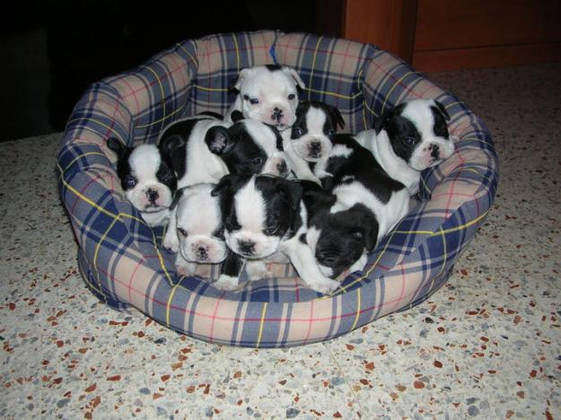 Preciosos cachorros de bulldog frances , bichon maltes ,chihuahuas ,westys ,Carlinos , etc