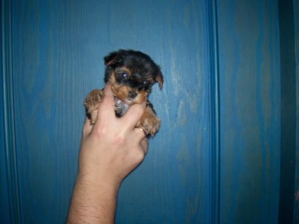 yorkshire terrier caprichitos 2 hembras toy 1 macho con loe