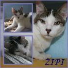 ZIPI. Gato casero y tranquilo necesita un hogar definitivo. - mejor precio | unprecio.es