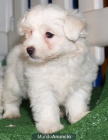 Bichón maltes, ¡el cachorro que siempre has soñado!. - Bcn - mejor precio | unprecio.es