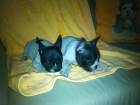 Bulldog frances - mejor precio | unprecio.es