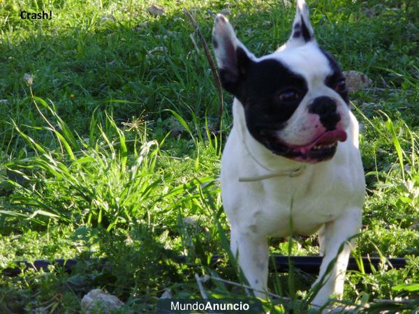 bulldog frances busca novia Malaga