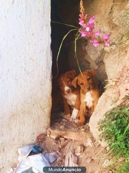 cachorros abandonados