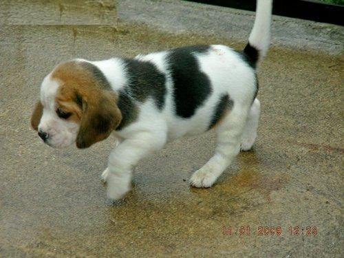 cachorros de beagle