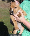 Hermoso blanco y negro / casco de pit bull de la vieja escuela americana - mejor precio | unprecio.es