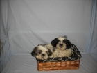 Lindos Shih Tzu 320 euros - mejor precio | unprecio.es