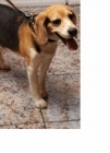 Plutp (Beagle) busca a xica Beagle para monta - mejor precio | unprecio.es