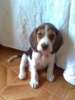 venta de animales en tenerife - mejor precio | unprecio.es