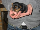 Yorkshire toy,cachorros,pedigree. - mejor precio | unprecio.es