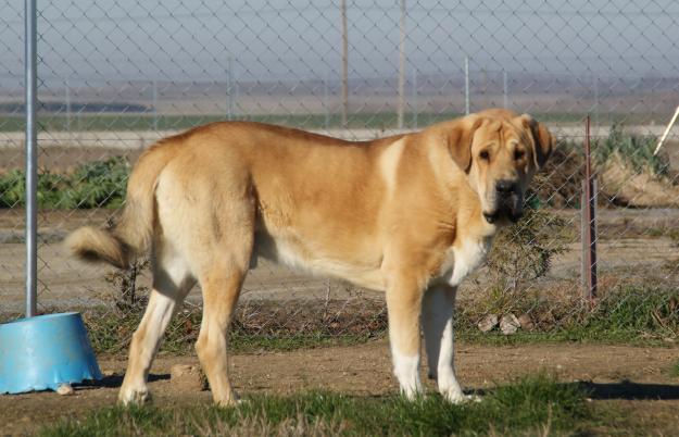 Cachorros de Mastín Español