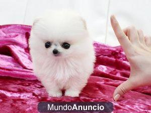 Regalo taza de té Pomerania Príncipe