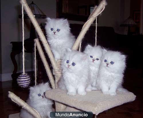 Blancos gatitos persas  edad: de trece semanas de edad propósito: para la adopción carácter: la basura entrenados, jugue