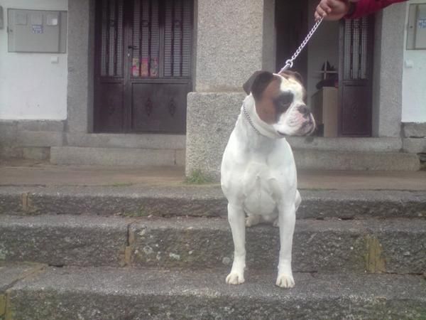 boxer para monta blanco