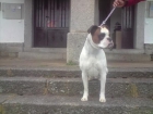 boxer para monta blanco - mejor precio | unprecio.es