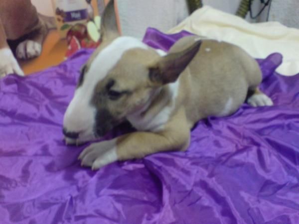 BULL TERRIER LISTOS PARA LA VENTA