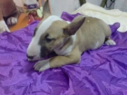 BULL TERRIER LISTOS PARA LA VENTA - mejor precio | unprecio.es