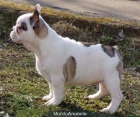 bulldog frances en madrid desde 650 - mejor precio | unprecio.es