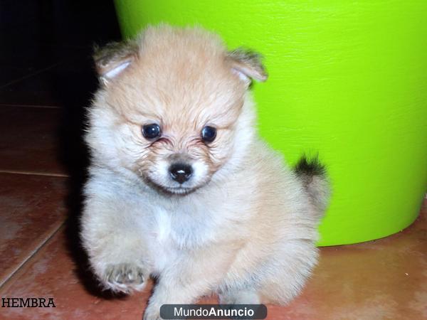 OFERTA CAMADA POMERANIA