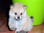 OFERTA CAMADA POMERANIA - mejor precio | unprecio.es