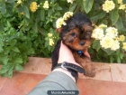 Precioso Cachorro de Yorkshire Toy, Nacional - mejor precio | unprecio.es