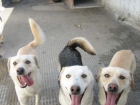Regalo perros de 3 años por no poder atender. - mejor precio | unprecio.es