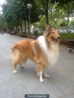 SE BUSCA PERRA ROUGH COLLIE PARA CRUZAR CON MACHO DE LA MISMA RAZA - mejor precio | unprecio.es