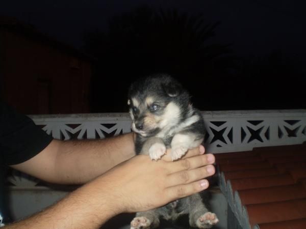 SE VENDE!!ULTIMAS CACHORRITAS DE PASTOR ALEMAN/HUSKY MUY ECONOMICAS!