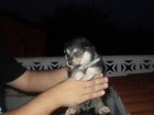 SE VENDE!!ULTIMAS CACHORRITAS DE PASTOR ALEMAN/HUSKY MUY ECONOMICAS! - mejor precio | unprecio.es