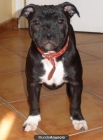 staffordshire bull terrier - mejor precio | unprecio.es