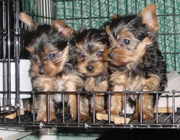 yorkshire terrier camada 90e