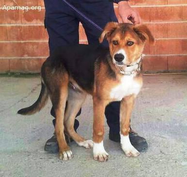 Soda, perro en adopción o acogida